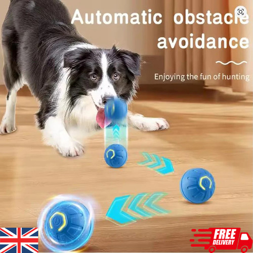 Smart dog puppy bouncing - smart,