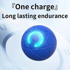 Smart Dog Puppy Bouncing