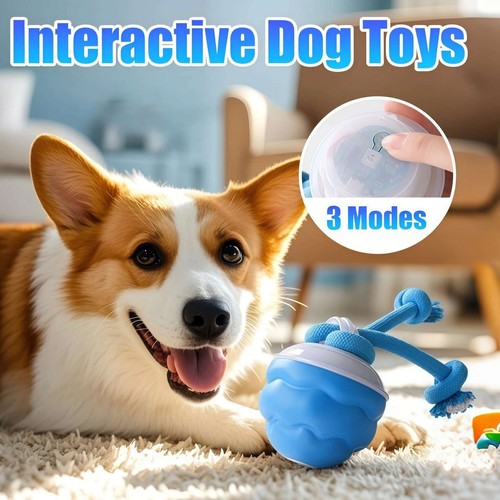 Chase buddy dog boredom - chase,