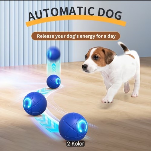Smart dog puppy bouncing - smart,