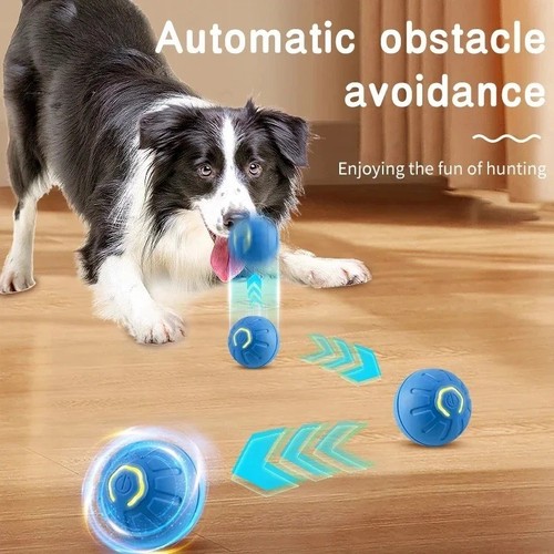Smart dog puppy - puppy, bouncing