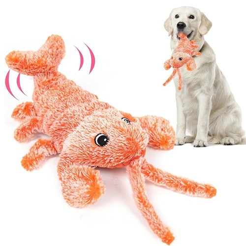 Pets cat dog - pets, funny