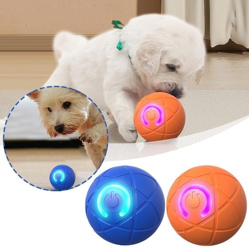 Smart dog puppy - smart,